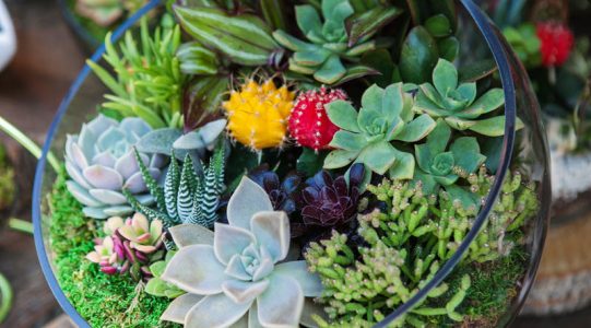 Succulent terrarium