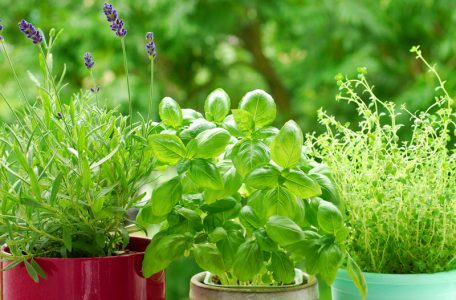 Herbs in pots