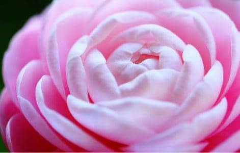 Japanese camellia