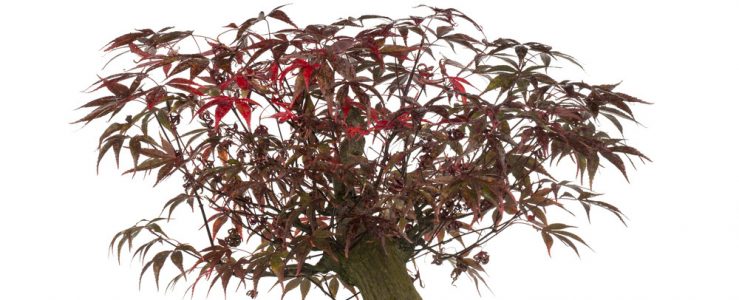 Japanese maple bonsai tree