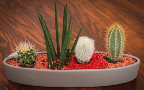 Tiny cactuses